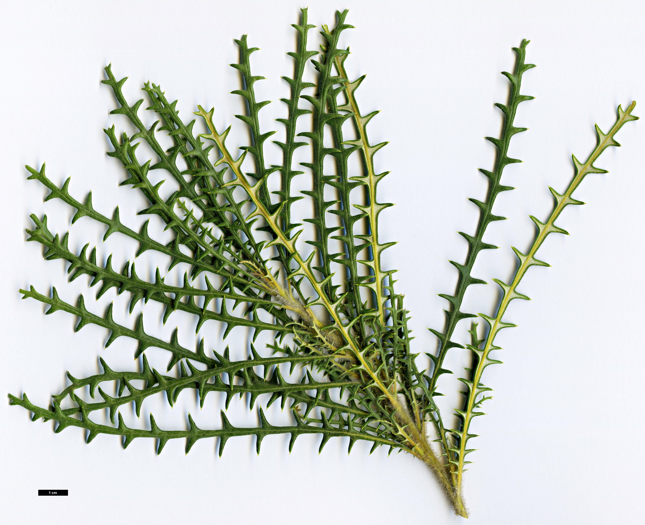 High resolution image: Family: Proteaceae - Genus: Dryandra - Taxon: platycarpa